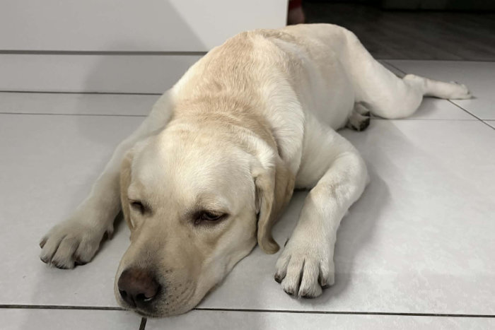 Hera, labradorka do adopcji