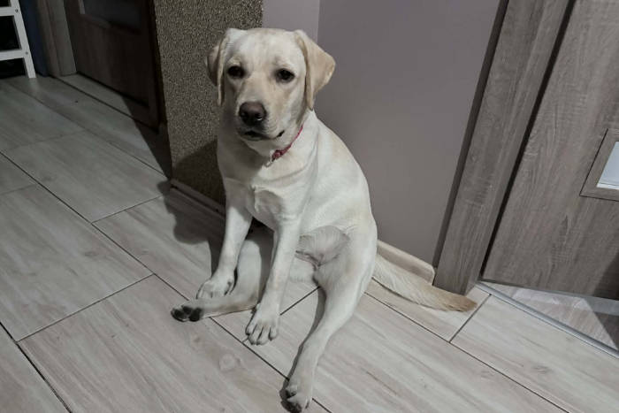Hera, labradorka do adopcji