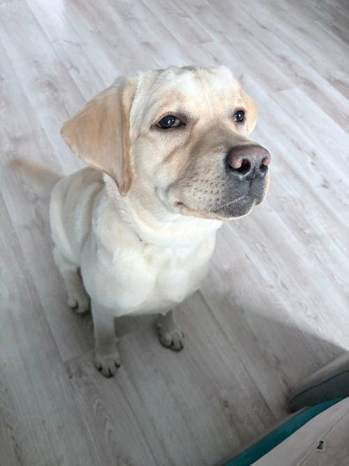 Hera, labradorka do adopcji