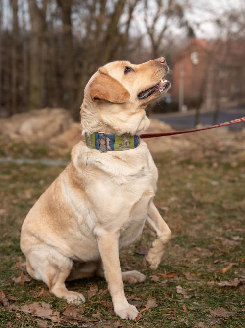 hera, labradorka do adopcji