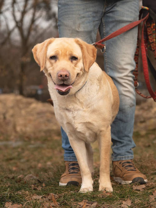 hera, labradorka do adopcji