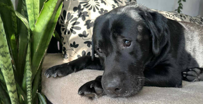 Rico, labrador do adopcji