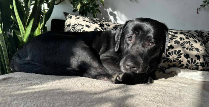 Rico, labrador do adopcji