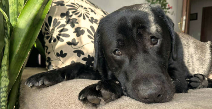 Rico, labrador do adopcji