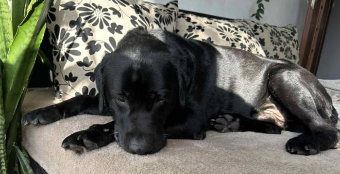 Rico, labrador do adopcji
