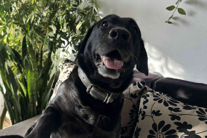 Rico, labrador do adopcji