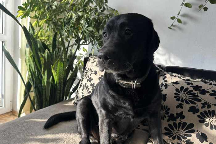Rico, labrador do adopcji