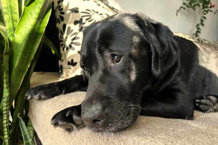 Rico, labrador do adopcji