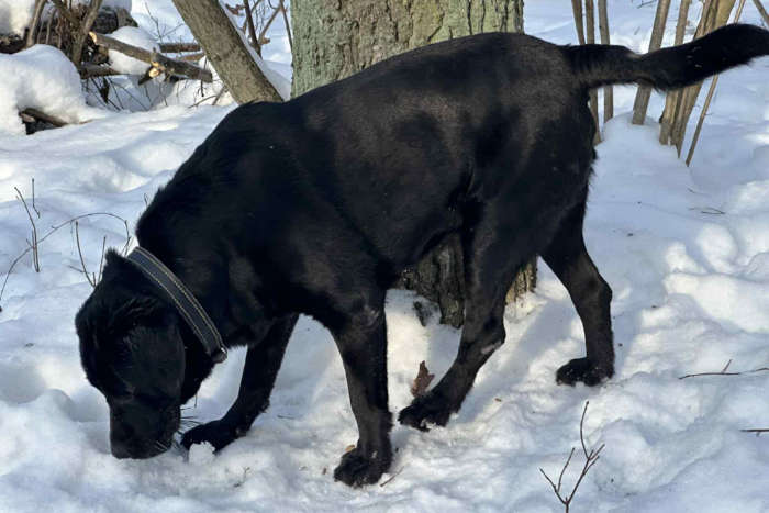 Rico, labrador do adopcji