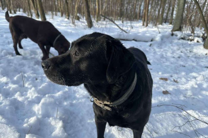 Rico, labrador do adopcji