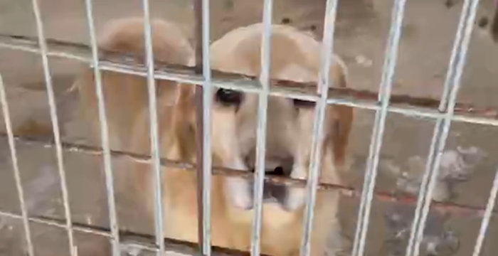 Labrador Stefan