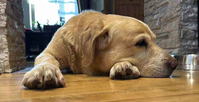 Labrador Stefan