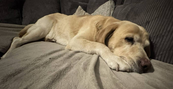 Labrador Stefan