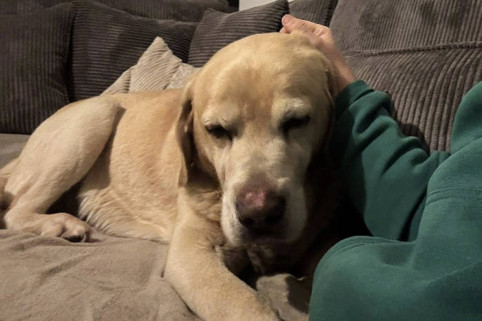 Labrador Stefan