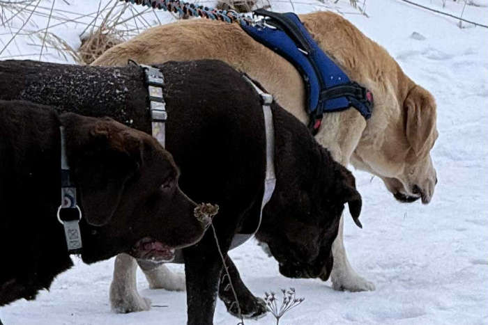 Labrador Stefan