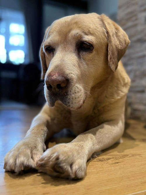 Labrador Stefan