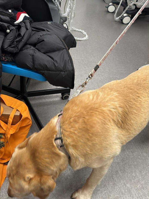 Labrador Stefan
