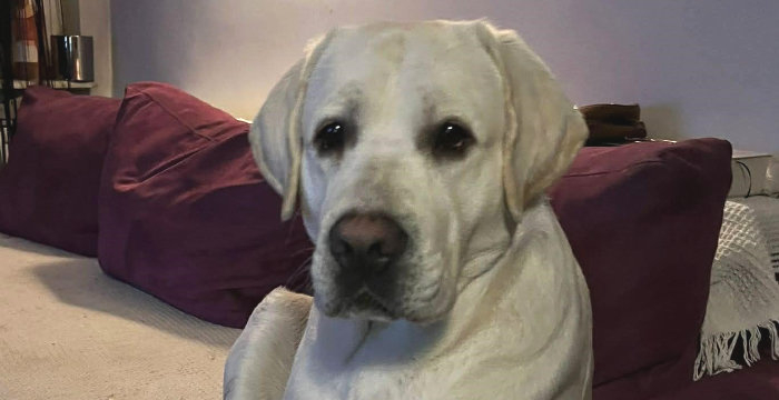Tago, labrador do adopcji