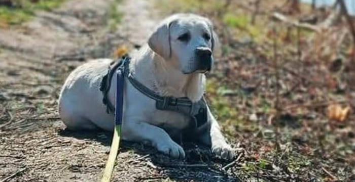 Tago, labrador do adopcji
