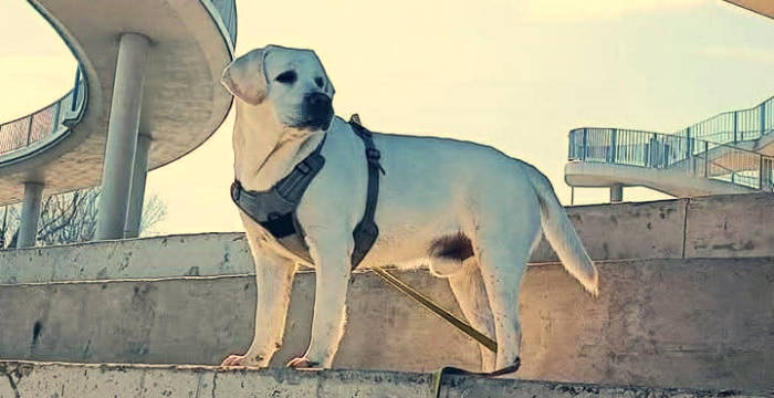 Tago, labrador do adopcji