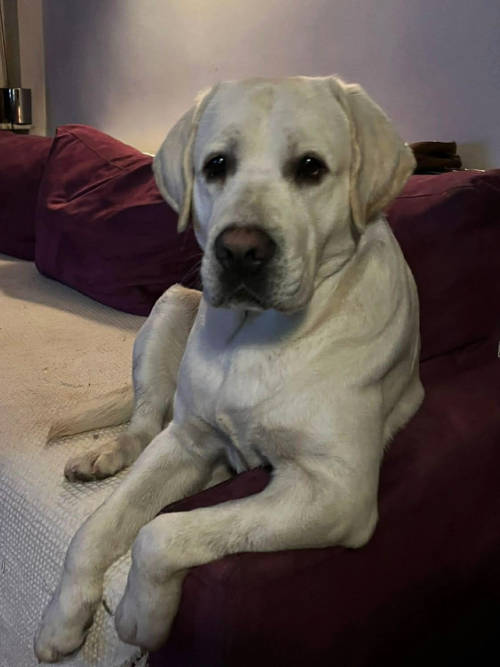 Tago, labrador do adopcji
