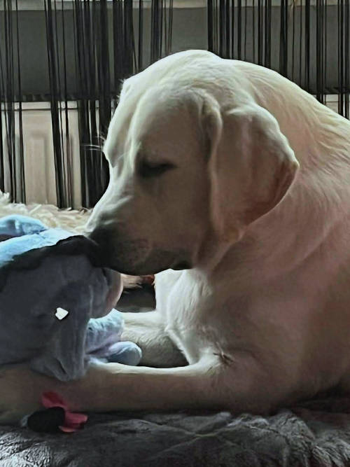 Tago, labrador do adopcji