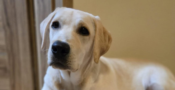 Tedi, labrador do adopcji