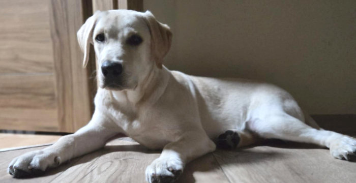 Tedi, labrador do adopcji