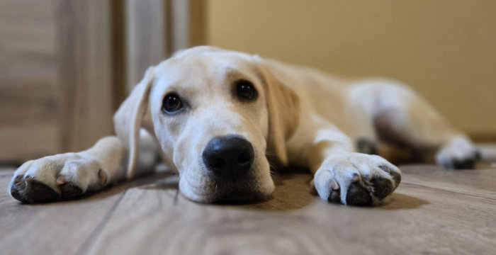 Tedi, labrador do adopcji