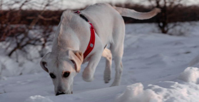 Tedi, labrador do adopcji