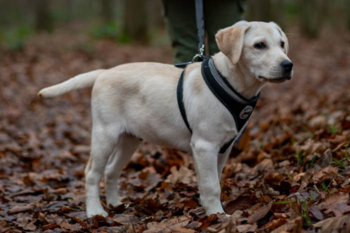 Tedi, labrador do adopcji