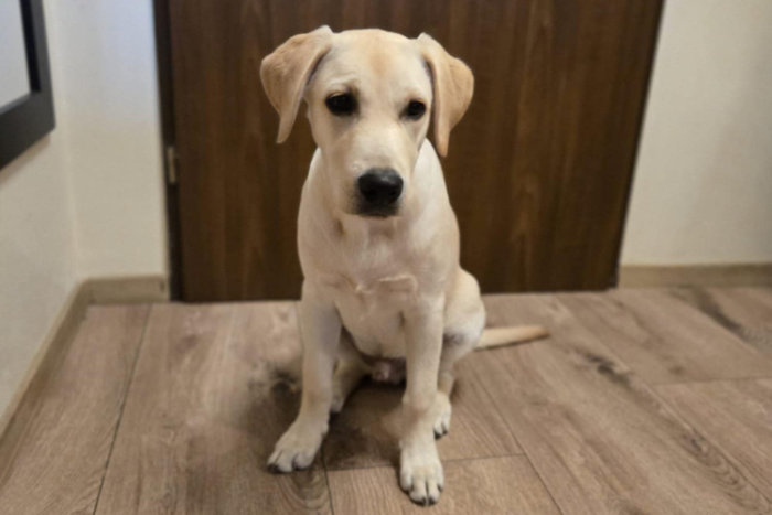 Tedi, labrador do adopcji