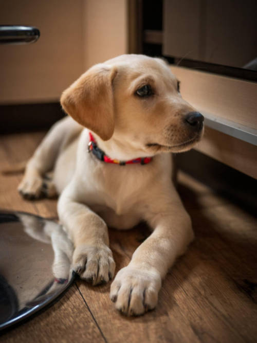 Tedi, labrador do adopcji