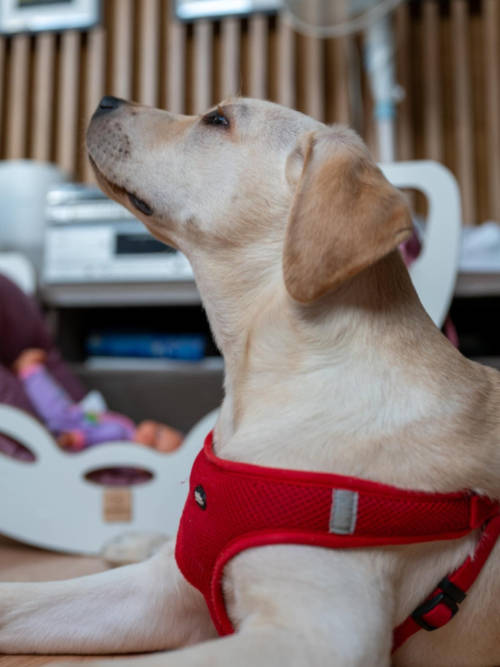 Tedi, labrador do adopcji