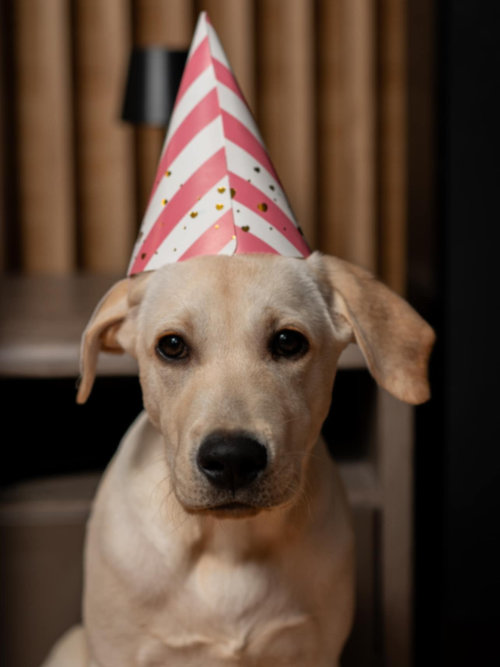 Tedi, labrador do adopcji