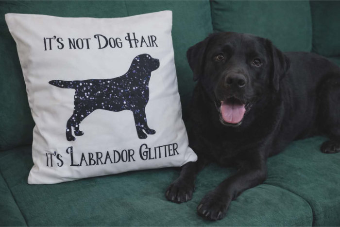 Bazarek dla labradorów