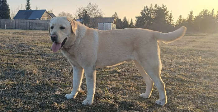 Dino, labrador do adopcji