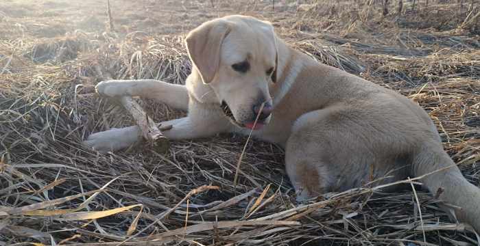 Dino, labrador do adopcji