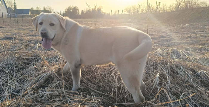 Dino, labrador do adopcji