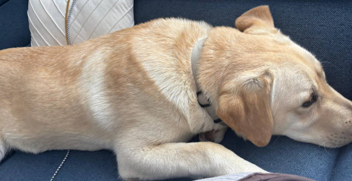 Dino, labrador do adopcji