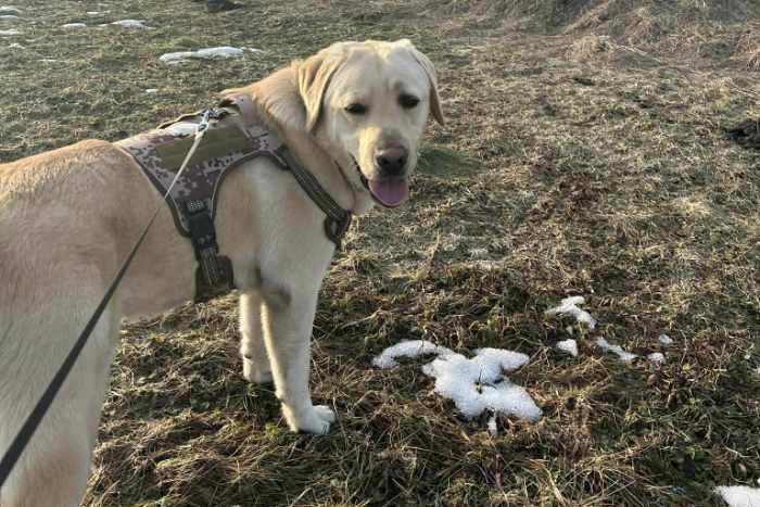 Dino, labrador do adopcji