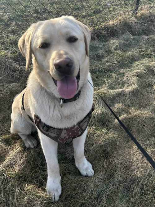 Dino, labrador do adopcji