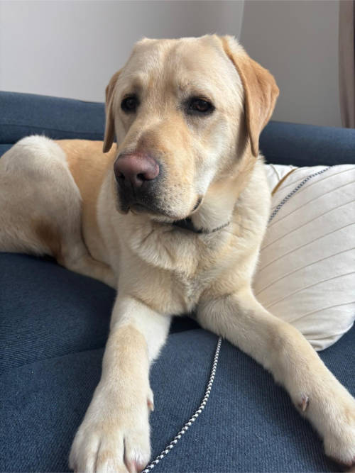 Dino, labrador do adopcji