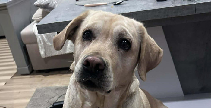 Fila, labradorka do adopcji