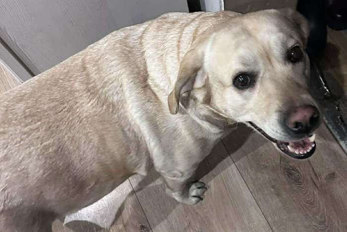 Fila, labradorka do adopcji