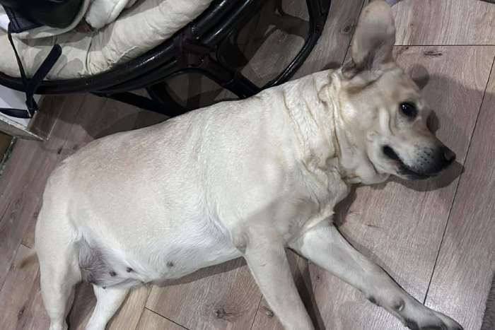 Fila, labradorka do adopcji
