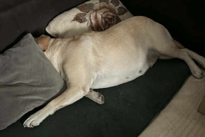 Fila, labradorka do adopcji