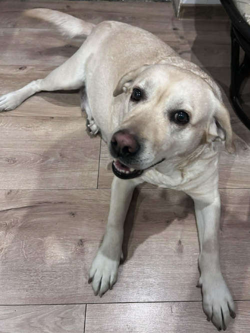 Fila, labradorka do adopcji