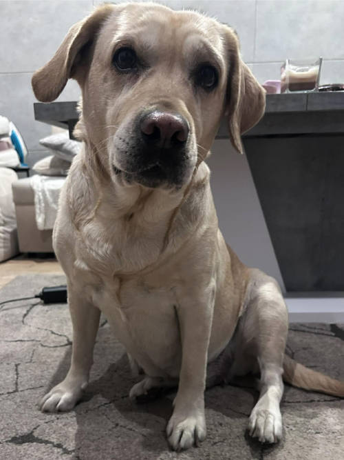 Fila, labradorka do adopcji