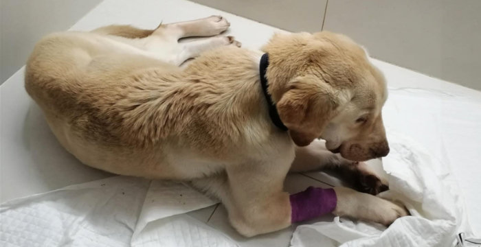 Fredziu, labrador do adopcji